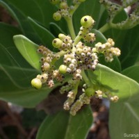 Heliotropium arboreum (Blanco) Mabb.